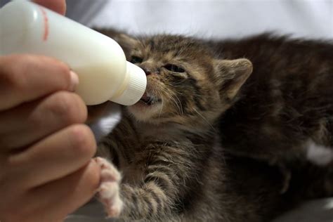 Ilustrasi kucing minum susu